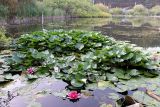 Nymphaea × marliacea