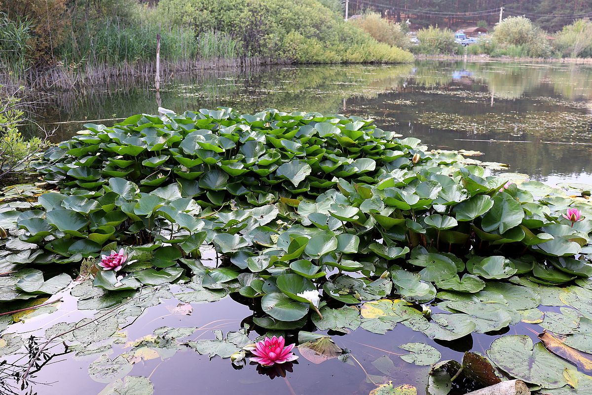 Image of Nymphaea &times; marliacea specimen.