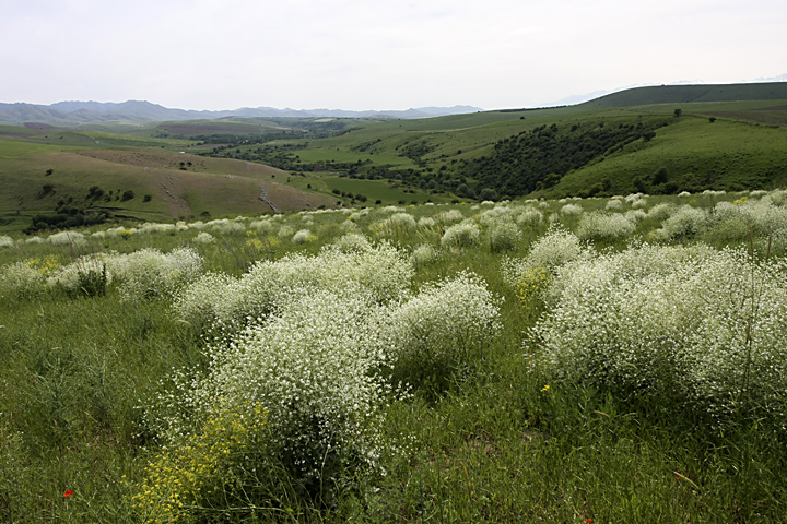 Изображение особи Crambe orientalis.