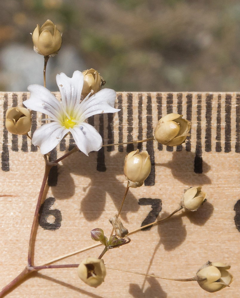 Image of Gypsophila elegans specimen.