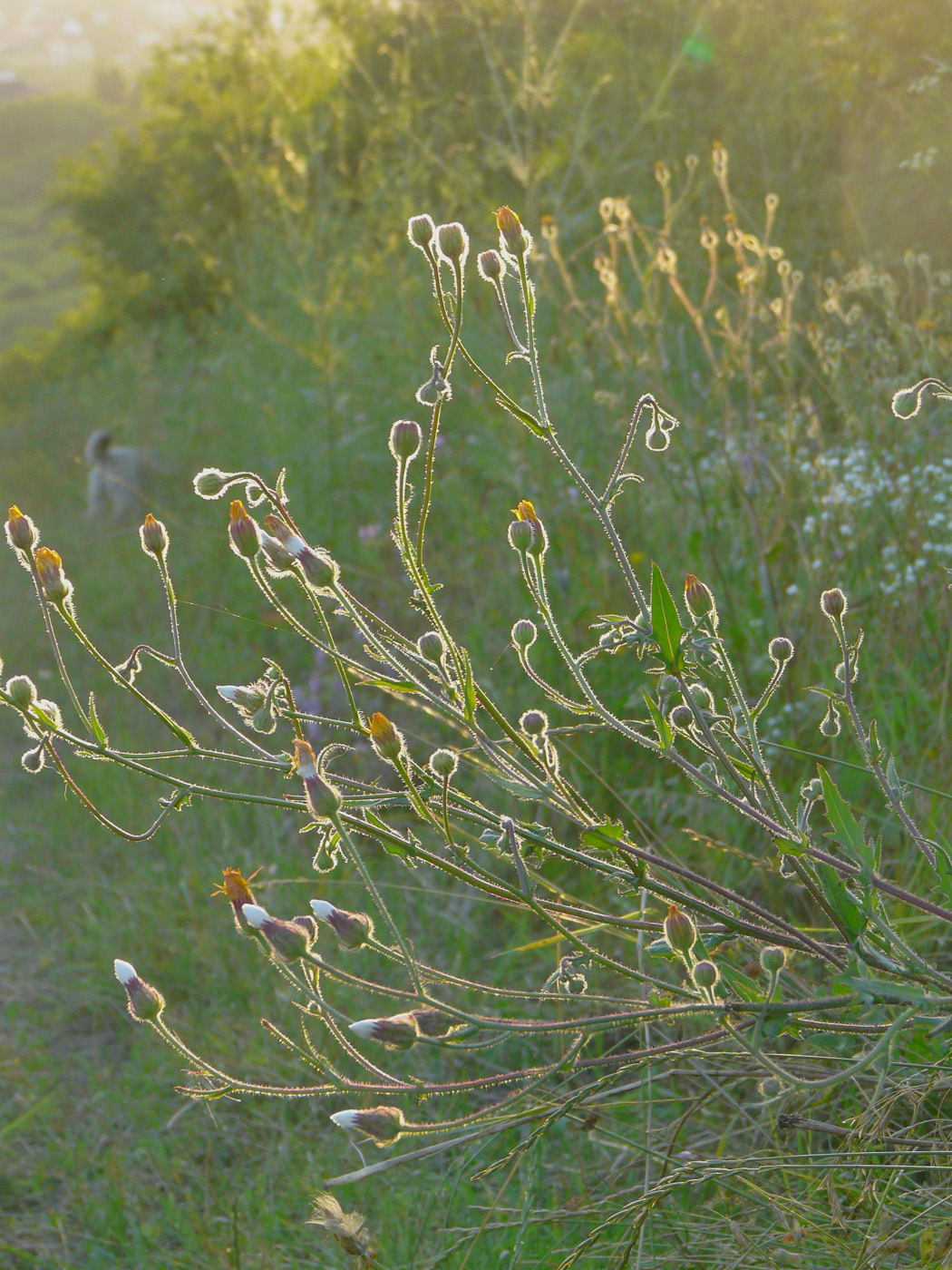 Image of Crepis rhoeadifolia specimen.