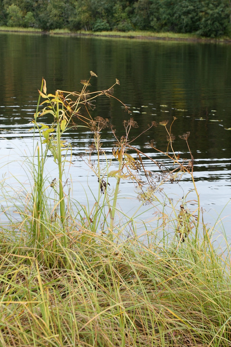 Image of Sium latifolium specimen.