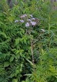 Lactuca sibirica