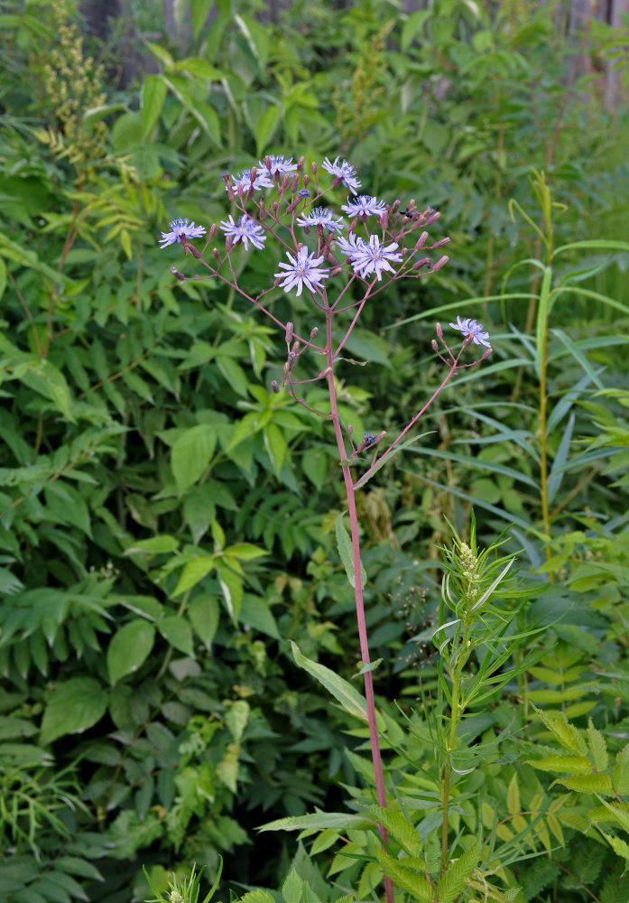 Изображение особи Lactuca sibirica.