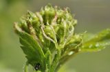 Crataegus pinnatifida
