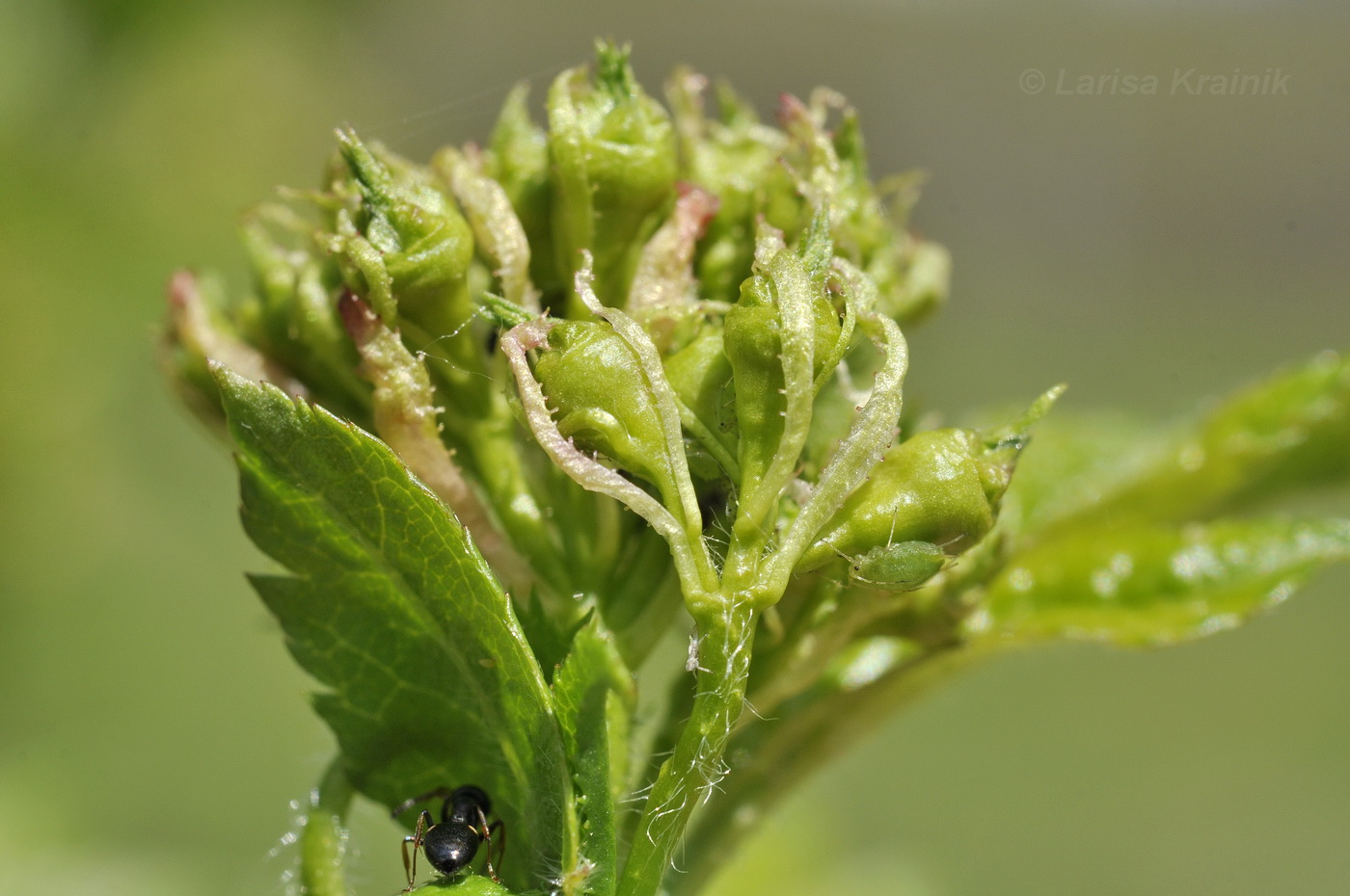 Image of Crataegus pinnatifida specimen.