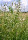 Astragalus sulcatus