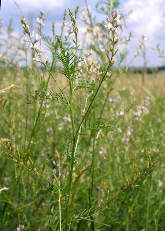 Image of Astragalus sulcatus specimen.