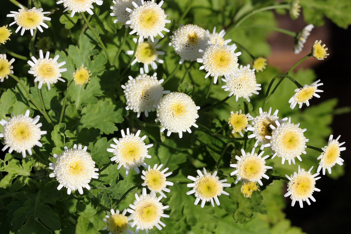 Изображение особи Pyrethrum parthenium.