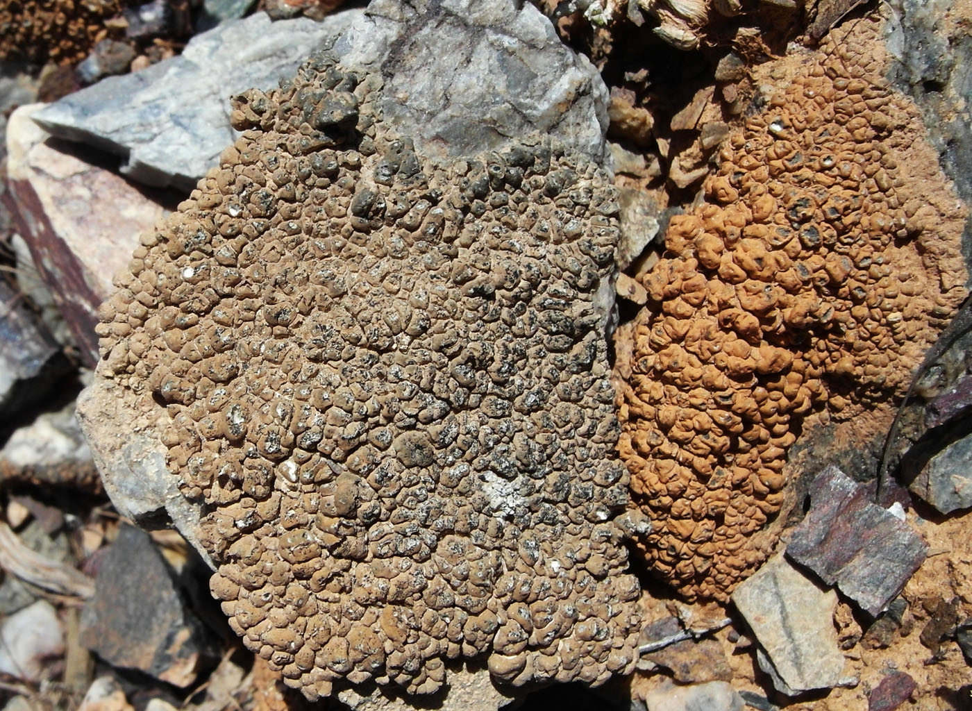 Image of Circinaria sphaerothallina specimen.