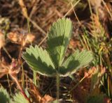 род Potentilla