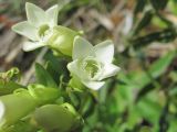 Gentianella caucasea