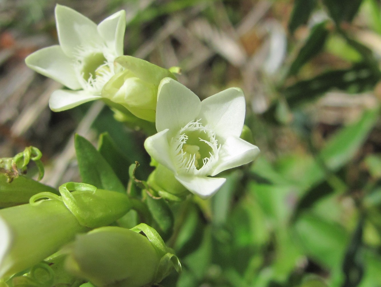 Image of Gentianella caucasea specimen.