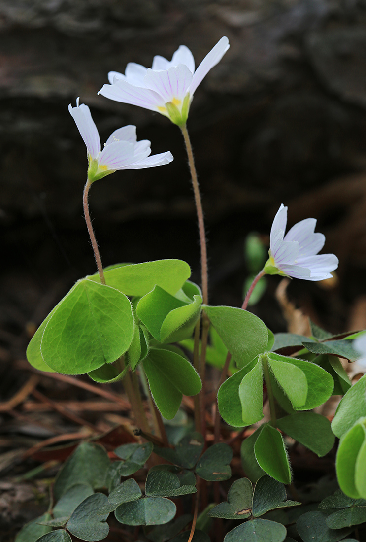 Изображение особи Oxalis acetosella.