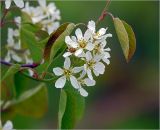 Amelanchier spicata