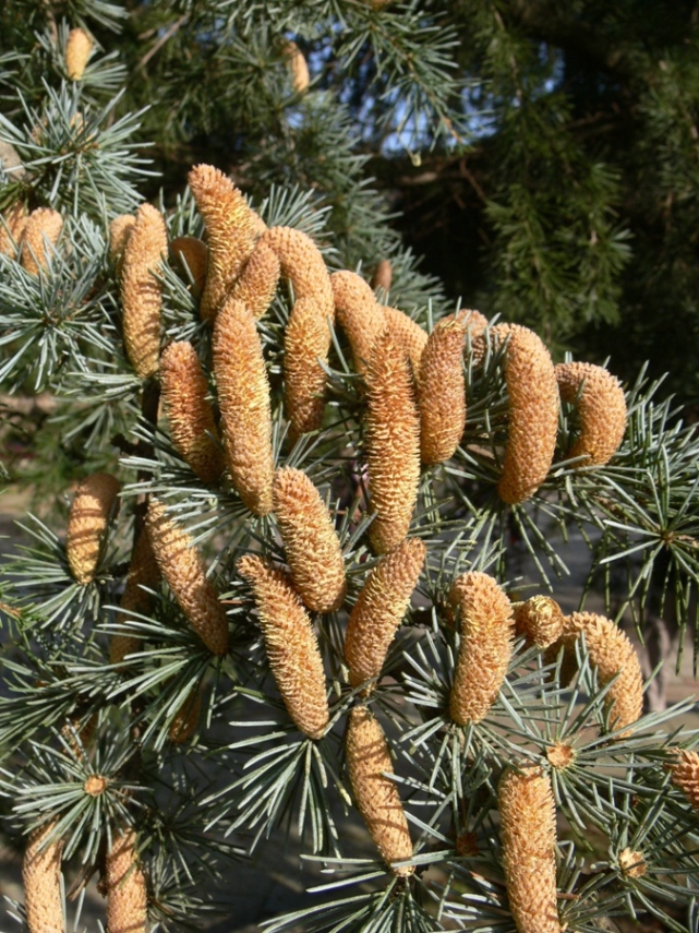 Image of genus Cedrus specimen.