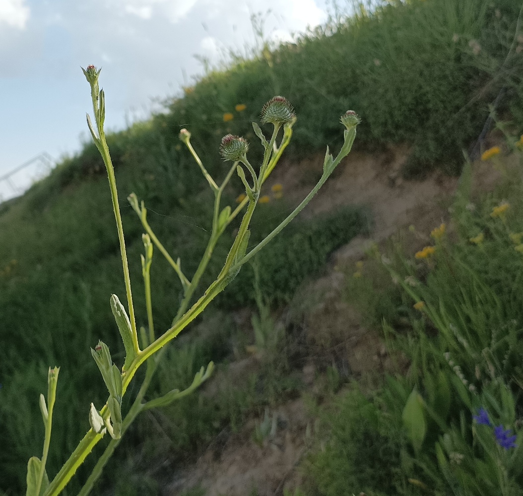 Изображение особи Cousinia pulchella.