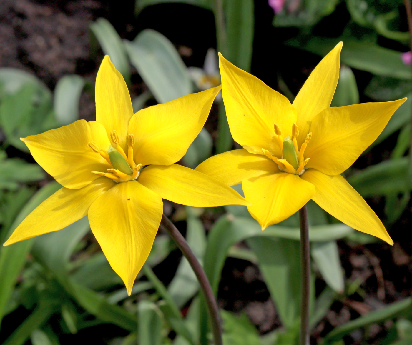 Image of Tulipa biebersteiniana specimen.