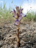 Orobanche amoena. Цветущее растение. Казахстан, Жамбылская обл., Жуалынский р-н, Юго-Восточный (Малый) Каратау, сев.-вост. побережье Терс-Ащибулакского вдхр., ≈1000 м н.у.м., склон зап. экспозиции, степь. 25 мая 2022 г.