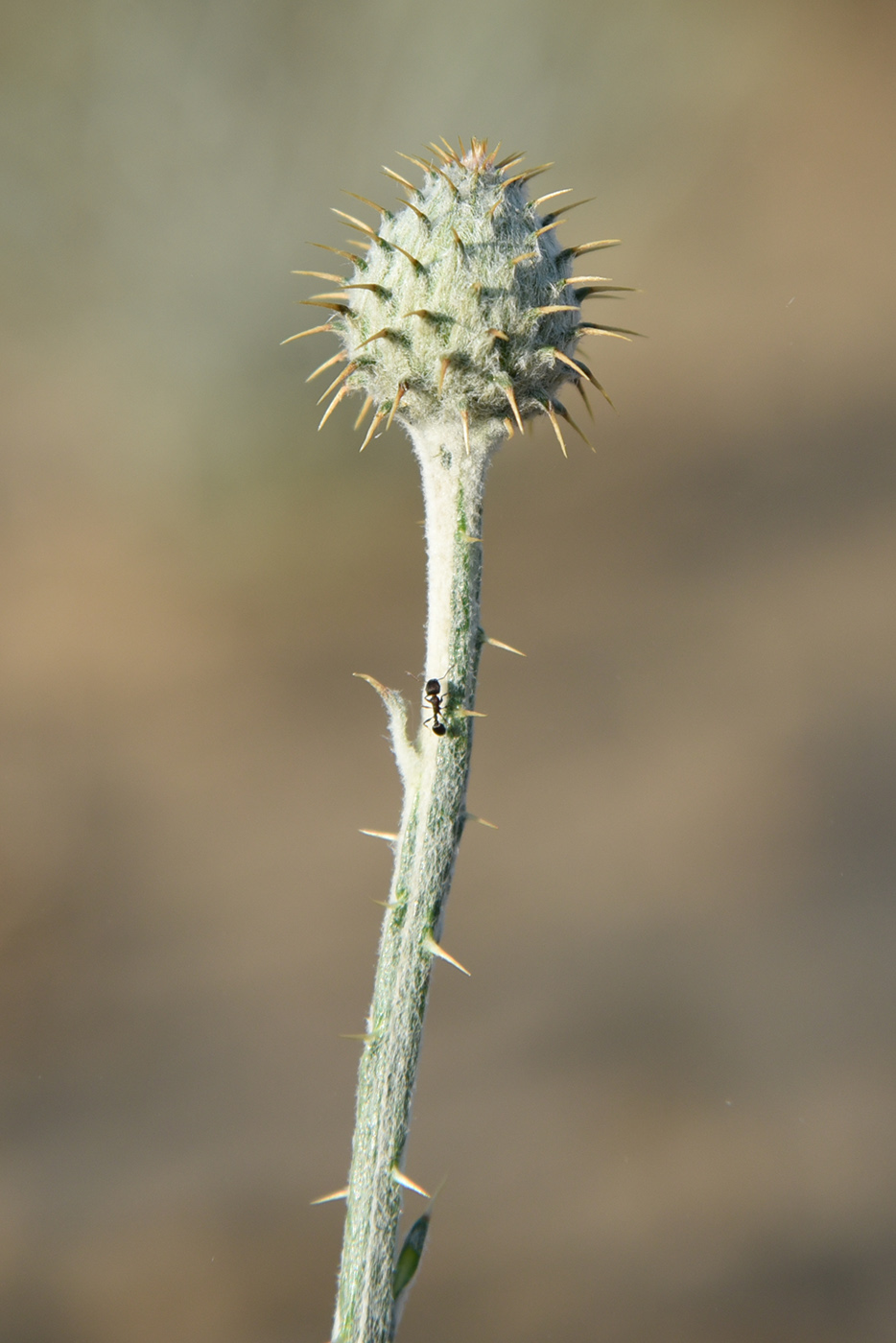 Image of Cousinia oxiana specimen.