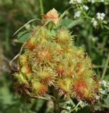 Rosa canina. Соплодие с галлами. Узбекистан, Ташкентская обл., зап. отр. Чаткальского хр., окр. кишлака Учтерак, обочина асфальтированной дороги. 22.06.2022.