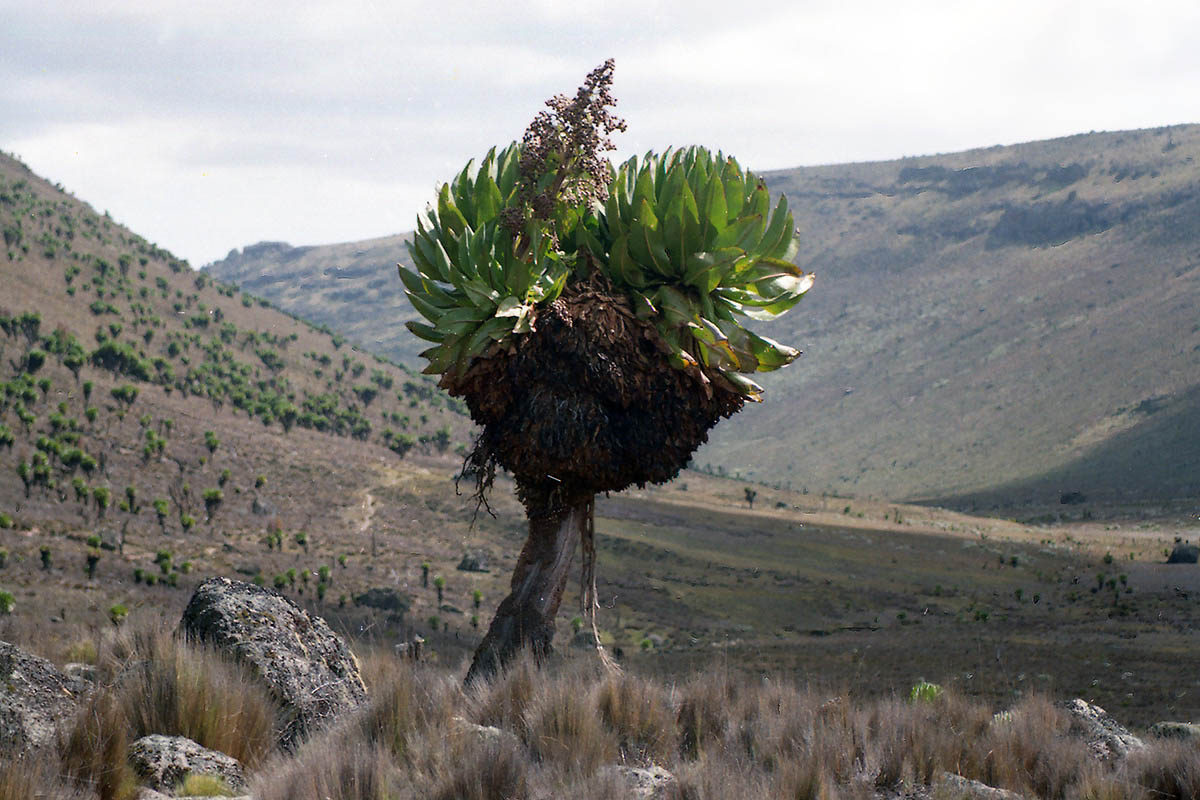 Image of genus Dendrosenecio specimen.