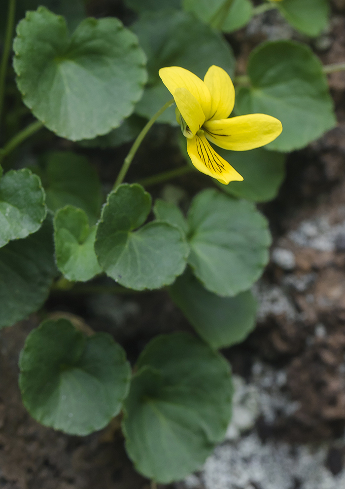 Изображение особи Viola caucasica.