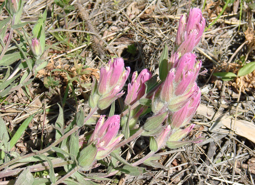 Изображение особи Castilleja rubra.