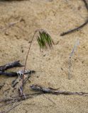 Anisantha tectorum