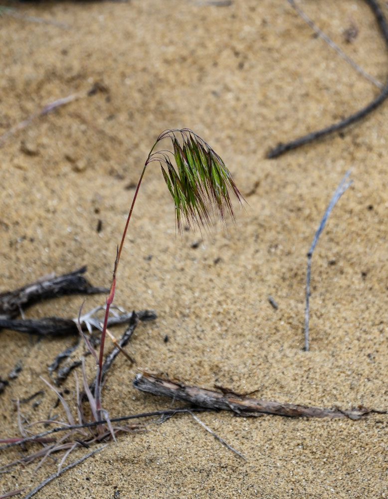 Изображение особи Anisantha tectorum.