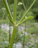 Heracleum ponticum