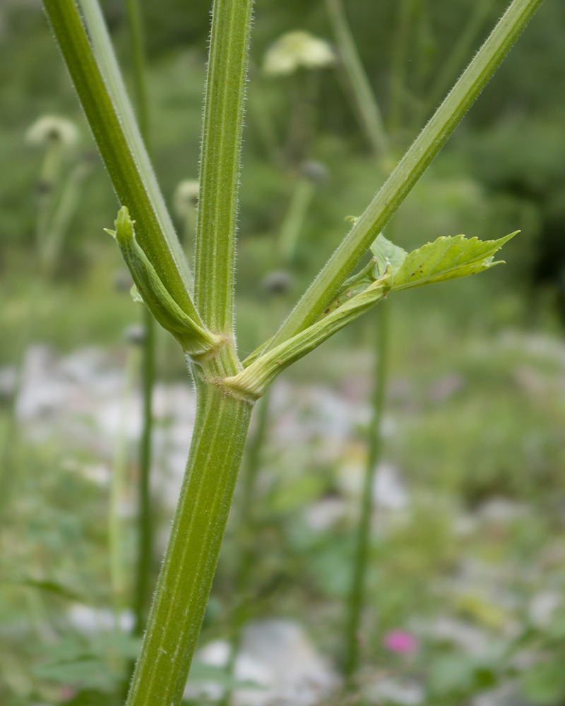 Image of Heracleum ponticum specimen.