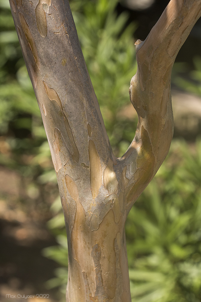 Image of genus Lagerstroemia specimen.