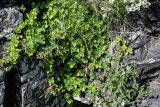 Sedum oppositifolium. Вегетирующие растения. Армения, обл. Арагацотн, гора Арагац, ущелье р. Аркашен, крепость Амберд, ≈ 2300 м н.у.м., каменистый склон. 20.06.2022.