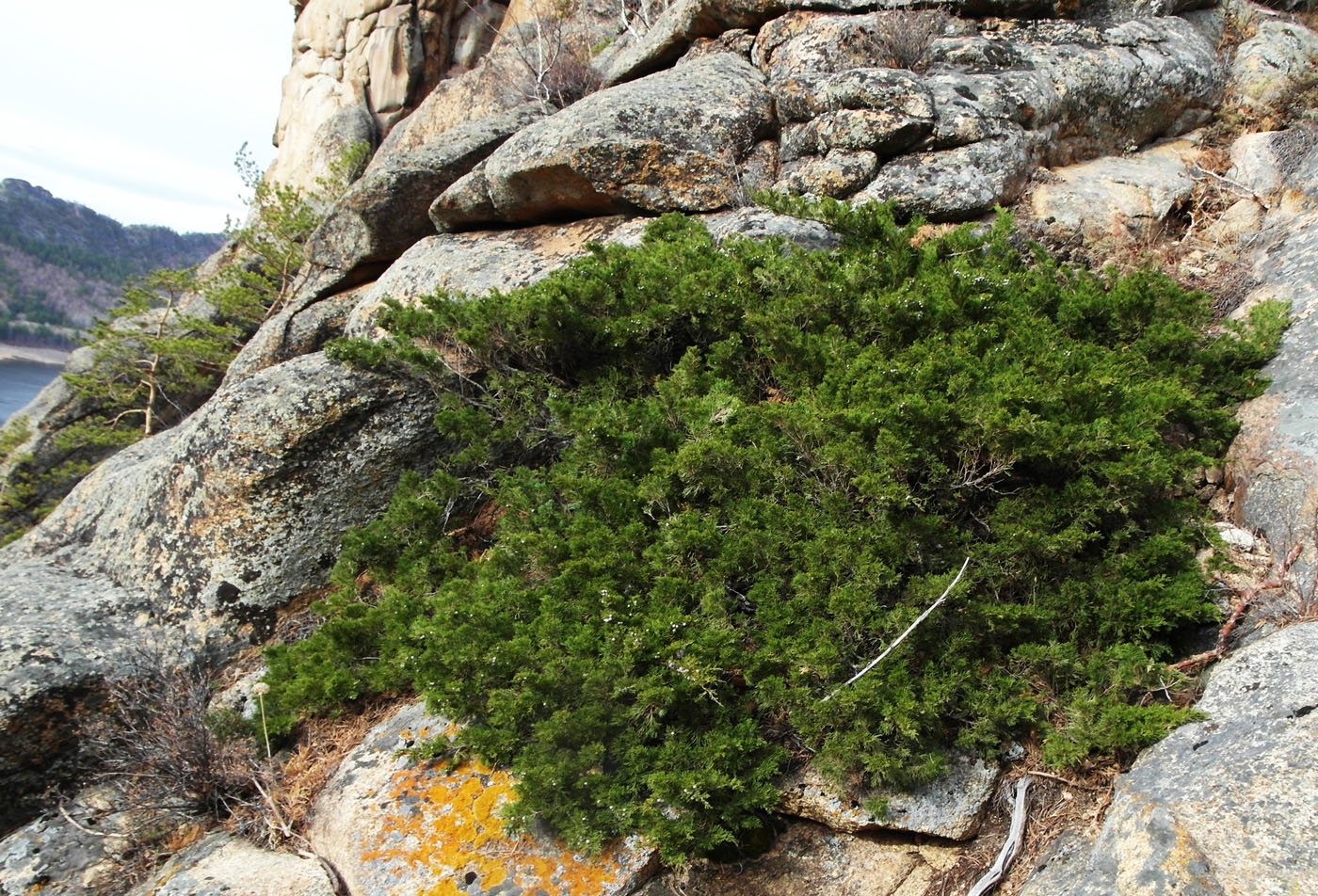 Изображение особи Juniperus sabina.