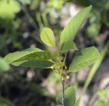 Frangula alnus