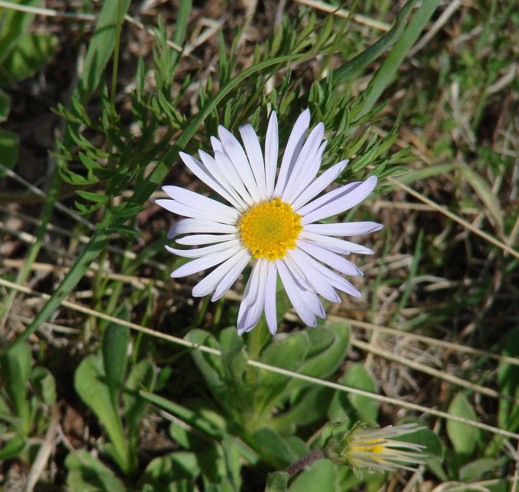 Изображение особи Aster alpinus.