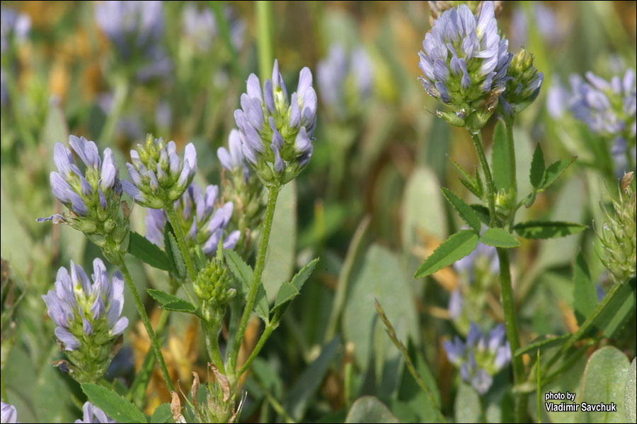 Изображение особи Trigonella procumbens.