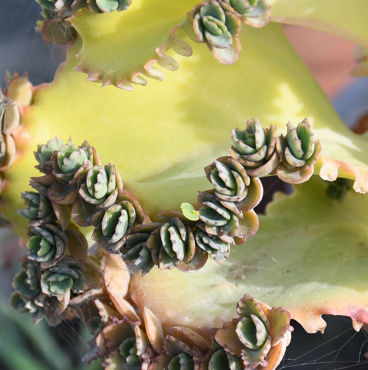 Изображение особи Kalanchoe pinnata.