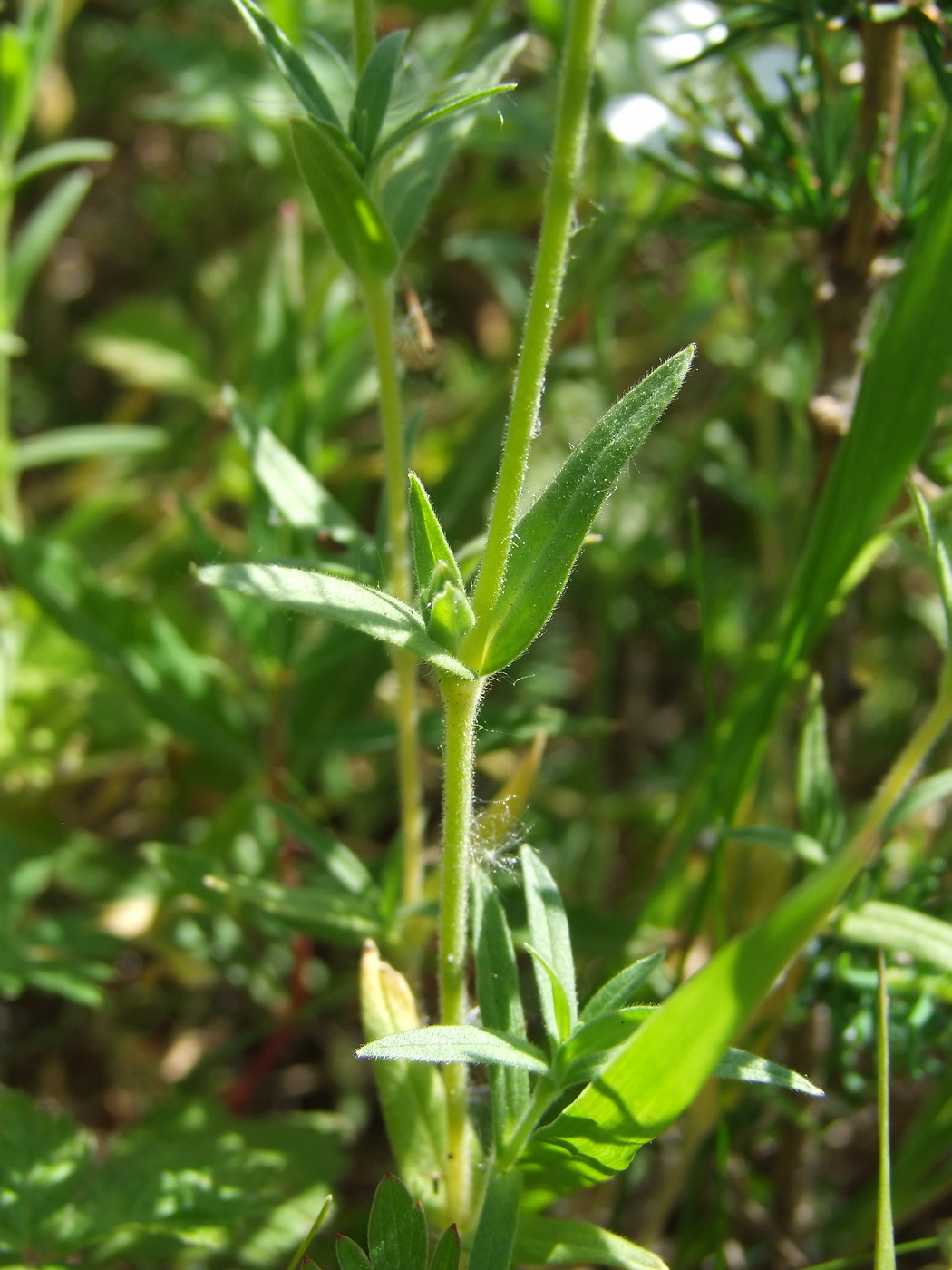 Image of Cerastium arvense specimen.
