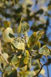 Populus pruinosa