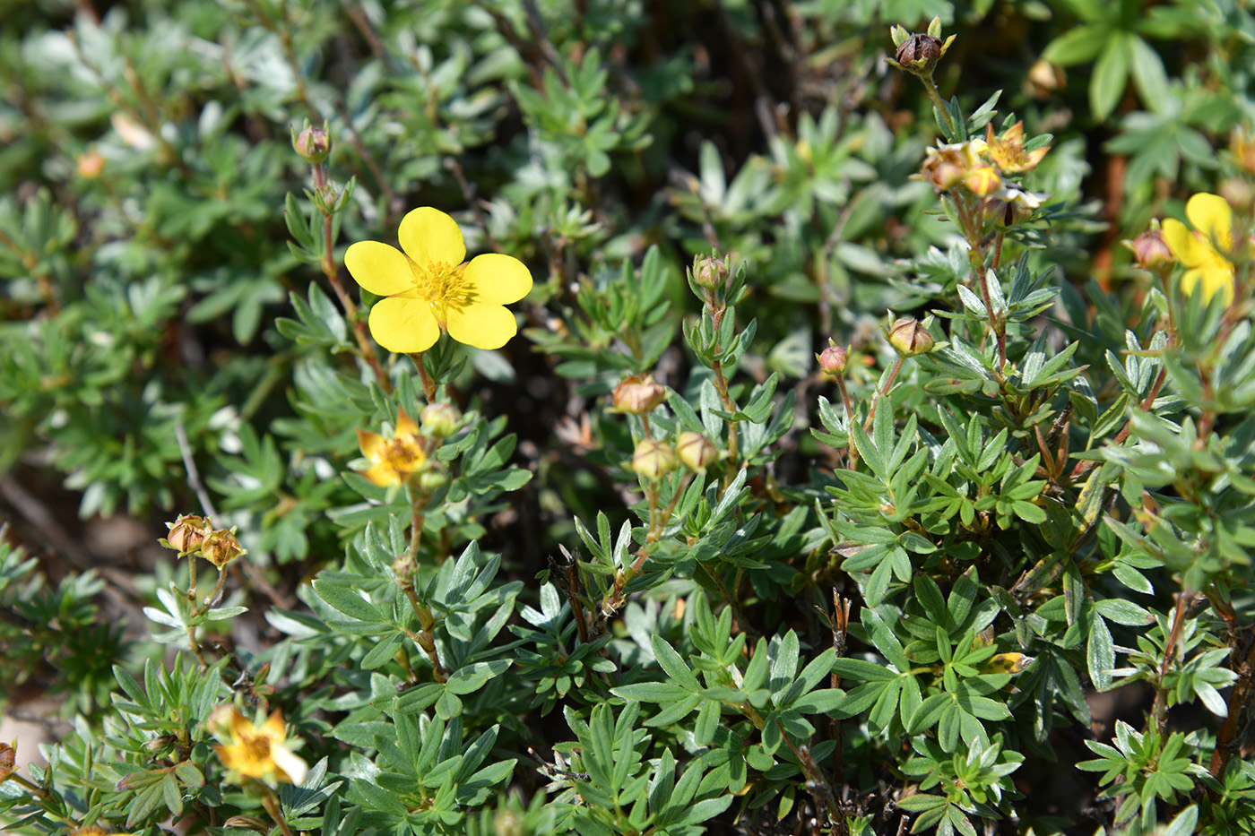 Image of Dasiphora fruticosa specimen.