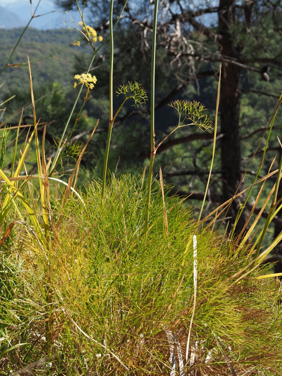 Изображение особи Peucedanum longifolium.