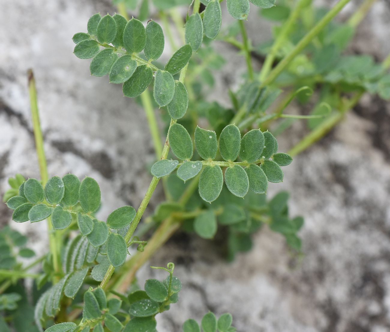 Изображение особи Vicia alpestris.