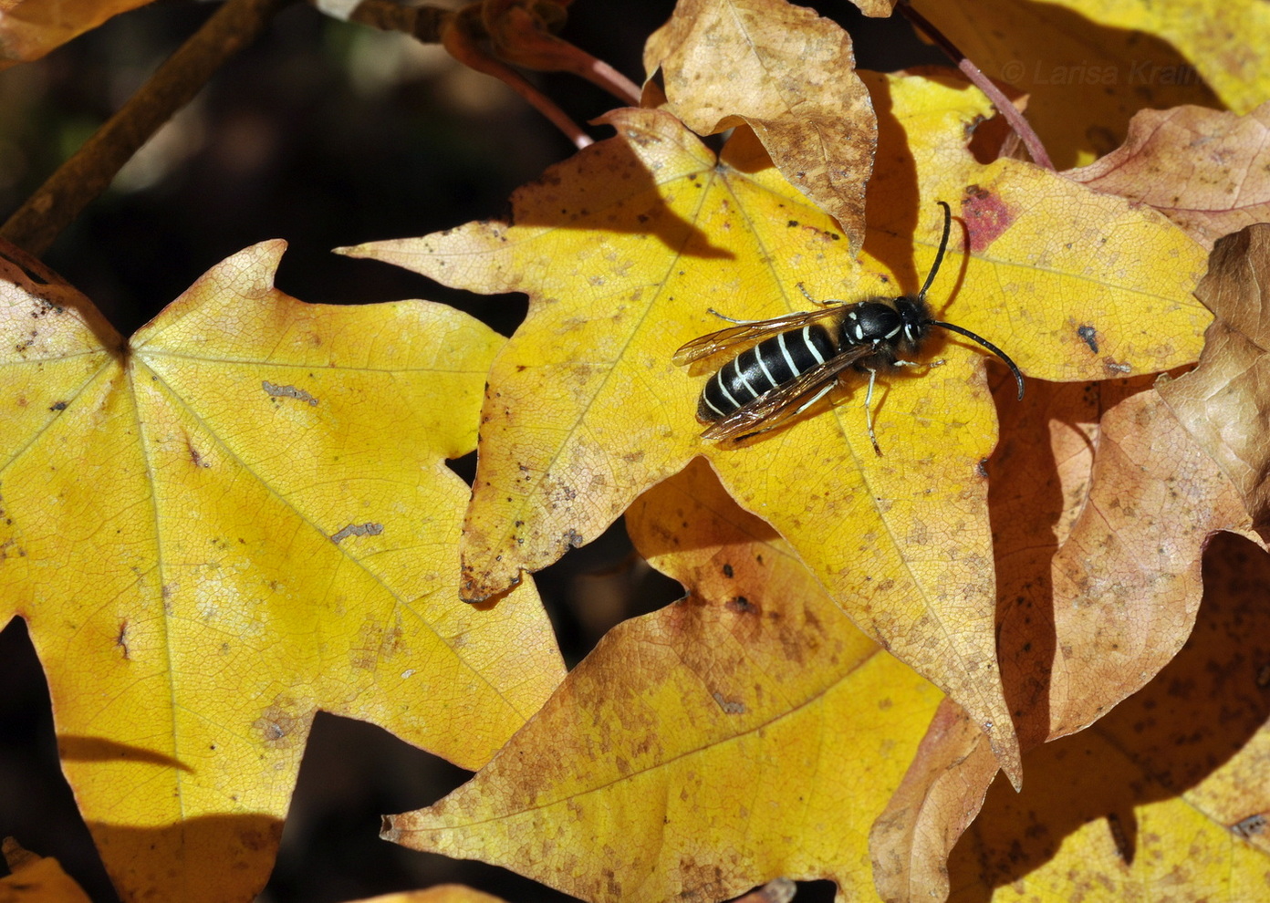 Image of Acer mono specimen.