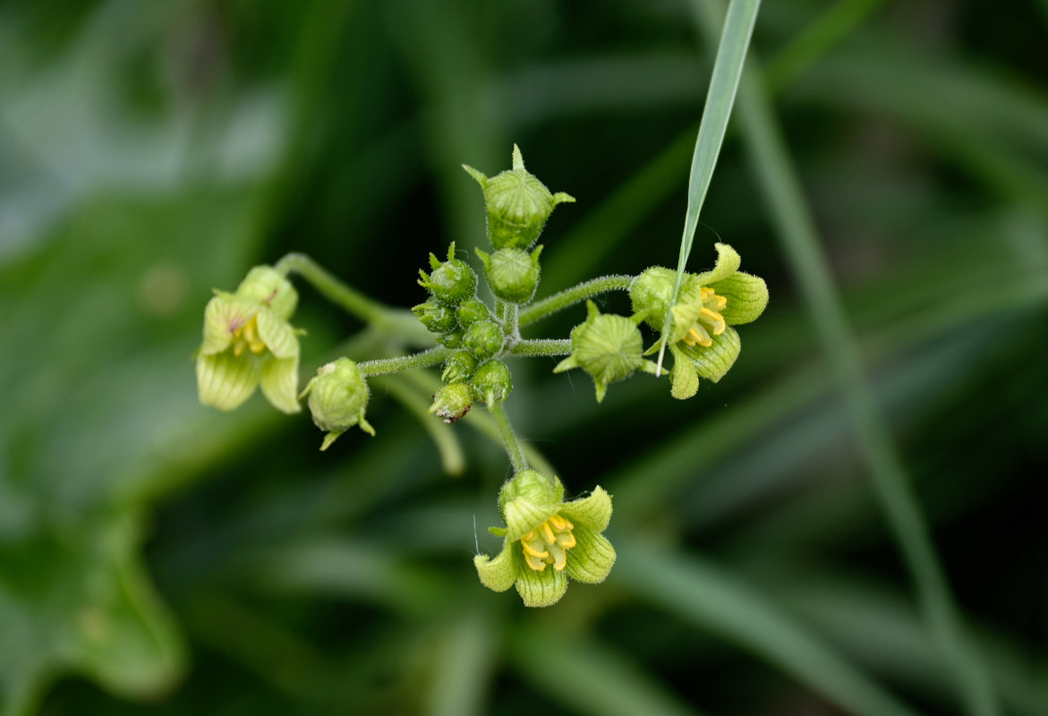 Image of Bryonia alba specimen.