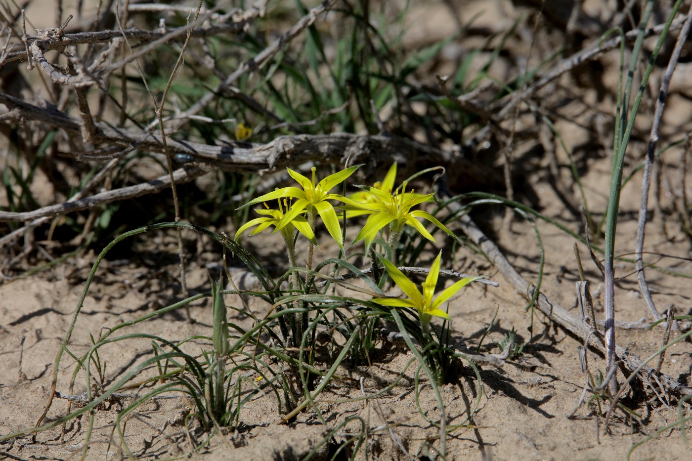 Image of genus Gagea specimen.