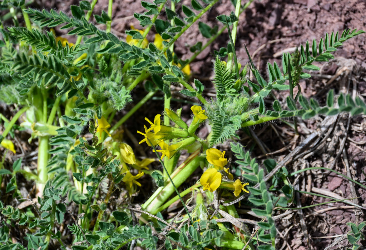 Изображение особи Astragalus lithophilus.