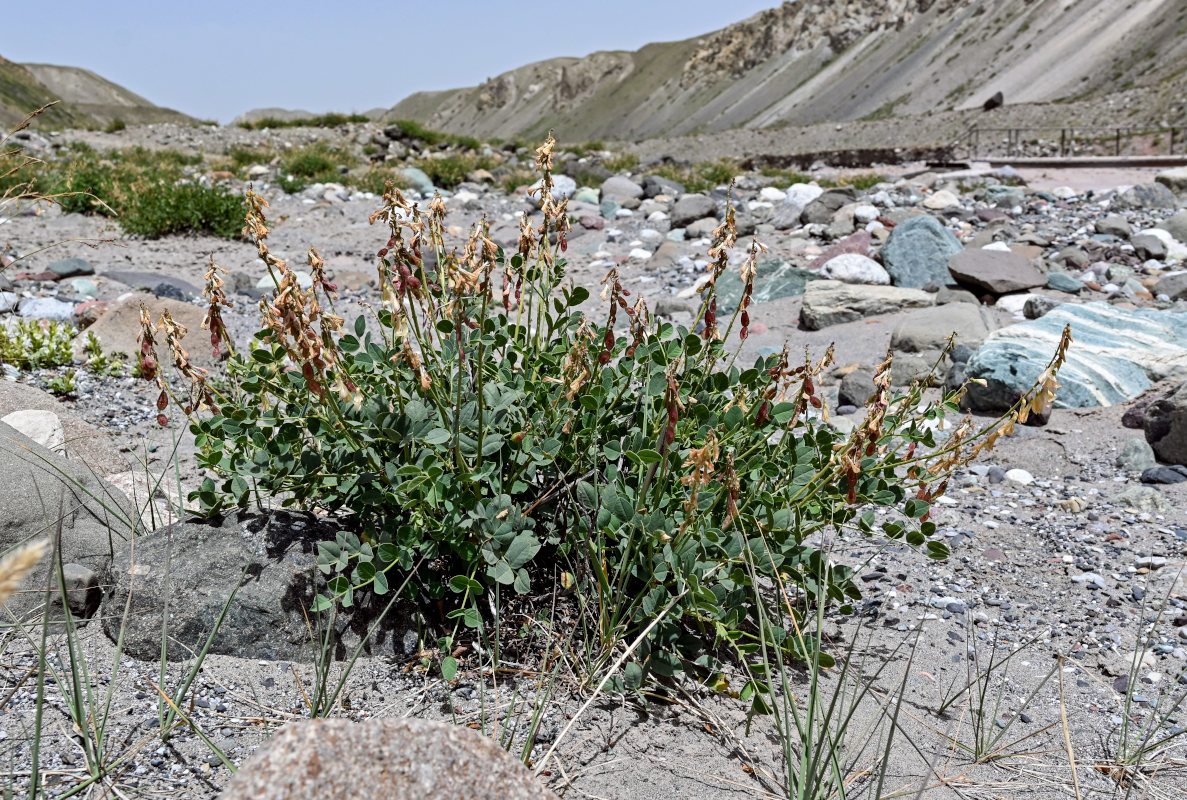 Изображение особи Hedysarum flavescens.