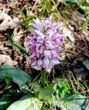 Orchis simia